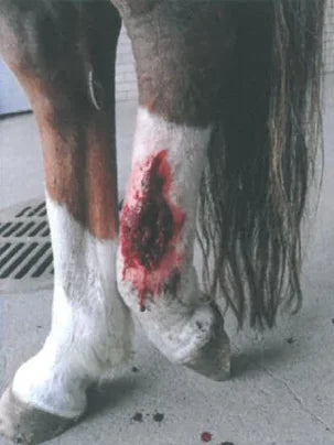 Angel's Severe Leg Wound Recovery