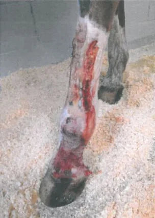 Angel's Severe Leg Wound Recovery