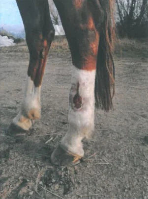 Angel's Severe Leg Wound Recovery