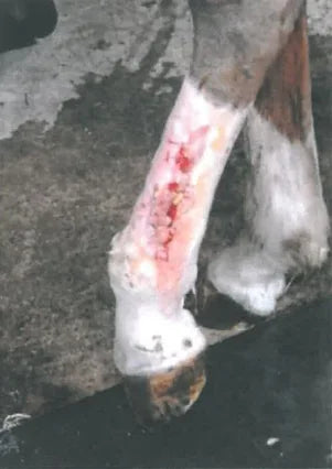 Angel's Severe Leg Wound Recovery