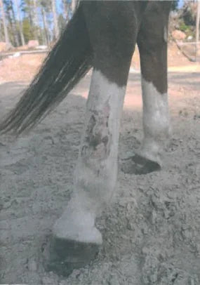 Angel's Severe Leg Wound Recovery