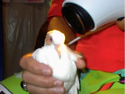 Five Animal Bioptron Treatment Examples