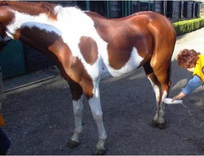 Five Animal Bioptron Treatment Examples