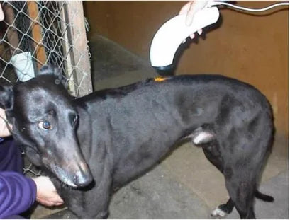Five Animal Bioptron Treatment Examples
