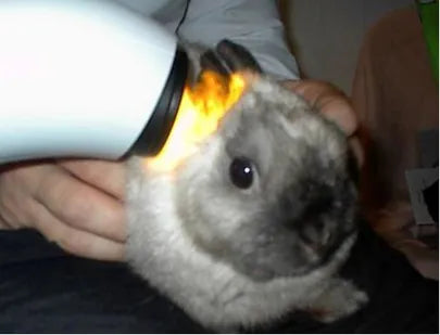 Five Animal Bioptron Treatment Examples