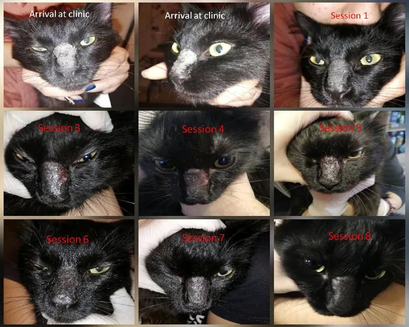 Cat Nose Eczema: Veterinary Case