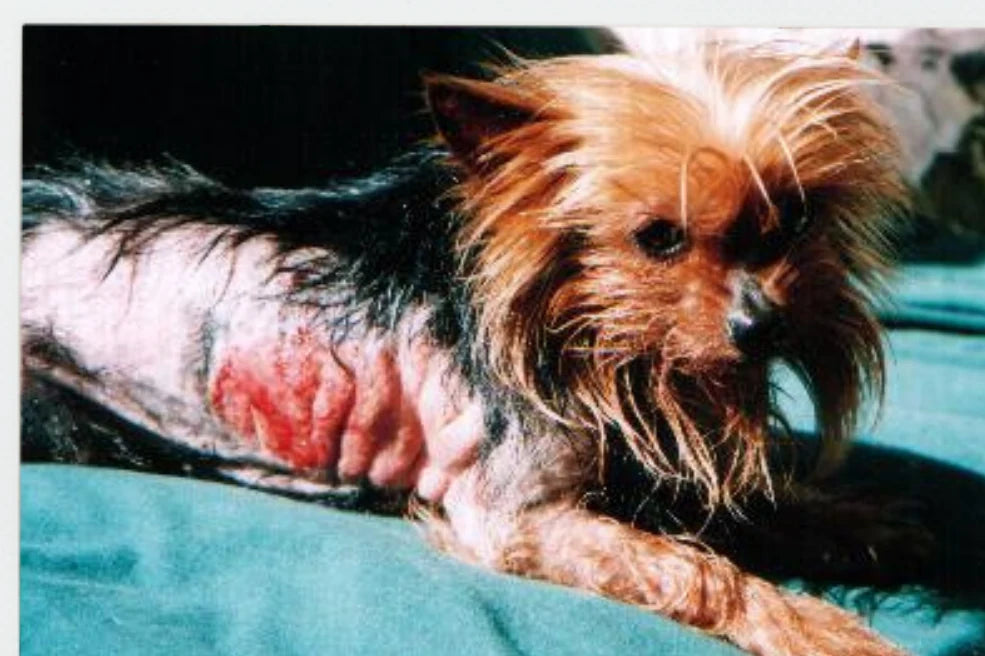 Dog Flea Irritation: 7-Day Photo Progress