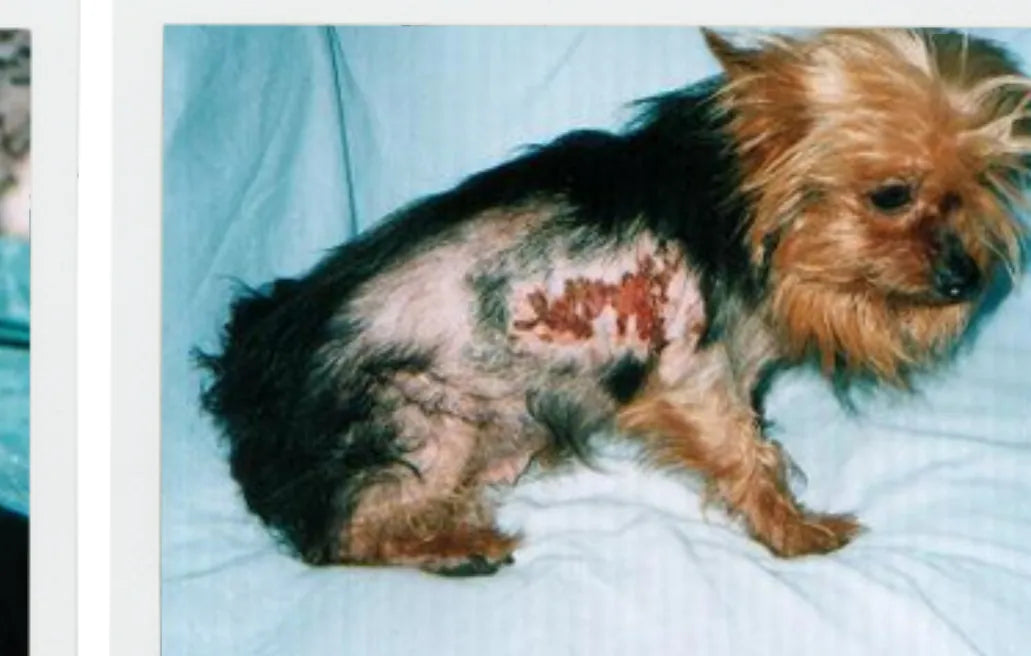 Dog Flea Irritation: 7-Day Photo Progress