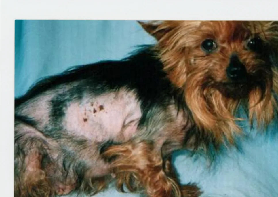 Dog Flea Irritation: 7-Day Photo Progress