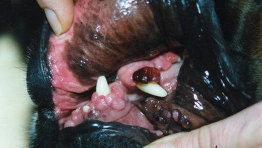 Dog Abnormal Gum Growth: 4-Day Photos