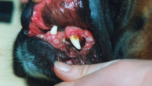 Dog Abnormal Gum Growth: 4-Day Photos