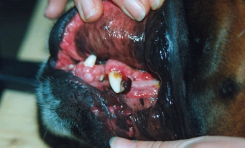 Dog Abnormal Gum Growth: 4-Day Photos