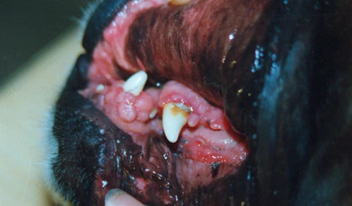 Dog Abnormal Gum Growth: 4-Day Photos