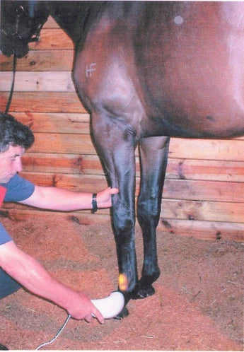 Horse Hoof Inflammation, Bruise and Swelling