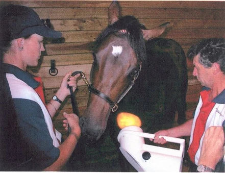 Horse Immune System Stimulation