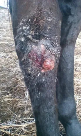 Horse Leg Wound: April to June 2018