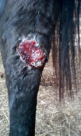Horse Leg Wound: April to June 2018