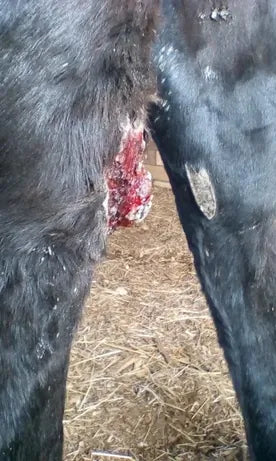 Horse Leg Wound: April to June 2018