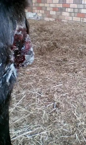 Horse Leg Wound: April to June 2018