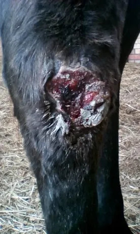 Horse Leg Wound: April to June 2018