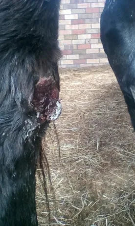Horse Leg Wound: April to June 2018