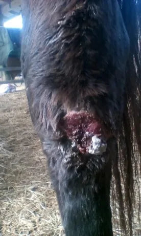 Horse Leg Wound: April to June 2018