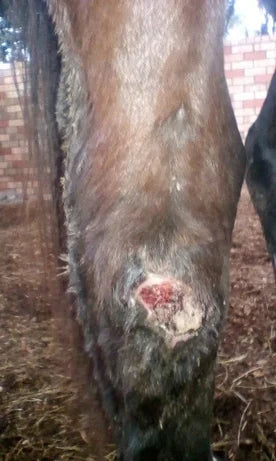 Horse Leg Wound: April to June 2018