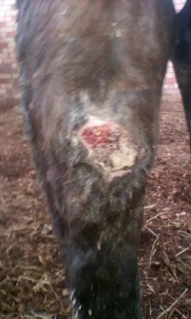Horse Leg Wound: April to June 2018