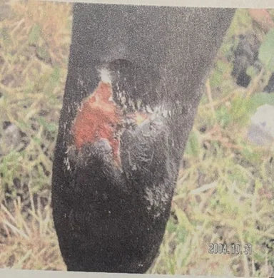 Horse Wire Injury: 4-Week Photo Sequence