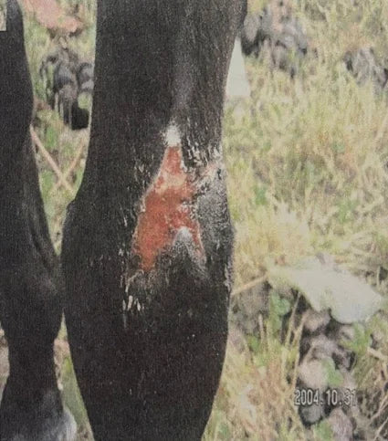 Horse Wire Injury: 4-Week Photo Sequence