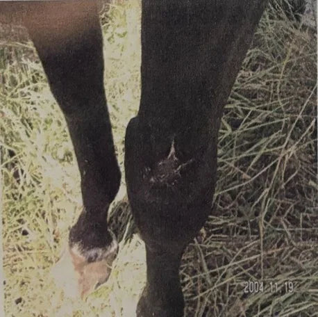 Horse Wire Injury: 4-Week Photo Sequence