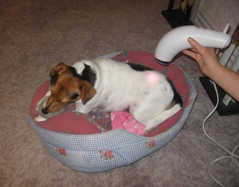 Jessie's Five Slipped Discs and Recovery