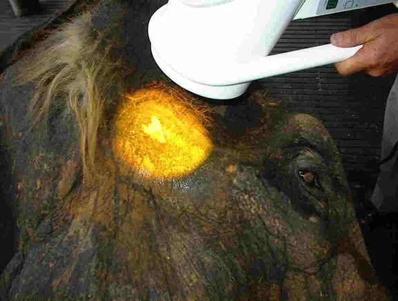 Kashin: Arthritis, Wound and Pressure Sore