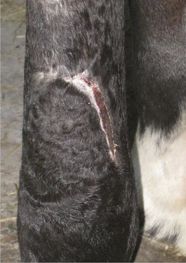 Kolt's Injury: Before and 6 Weeks After