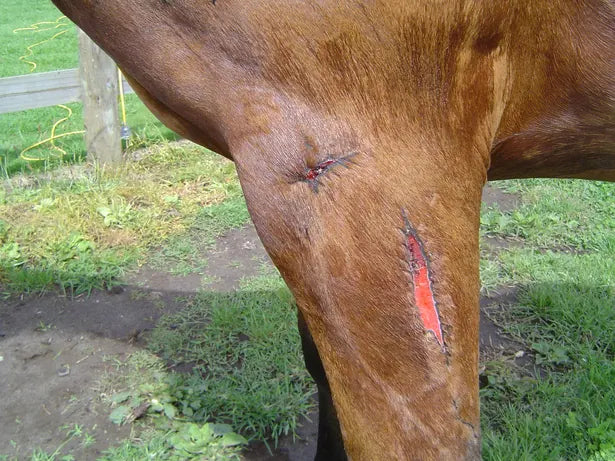 Mare Shoulder and Leg Fence Injuries