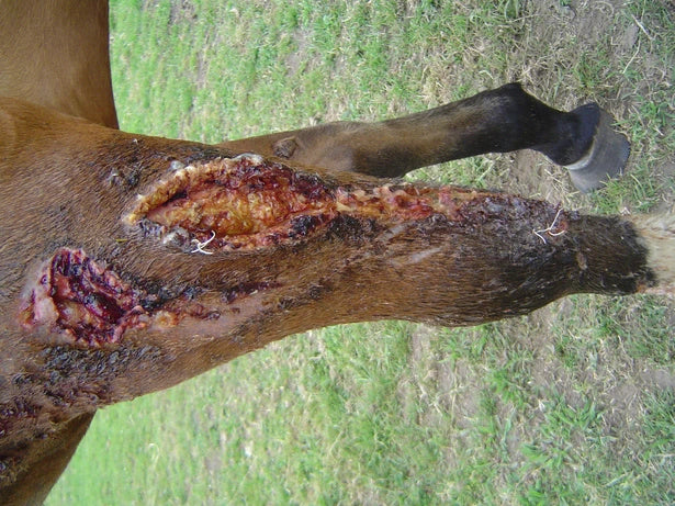 Mare Shoulder and Leg Fence Injuries