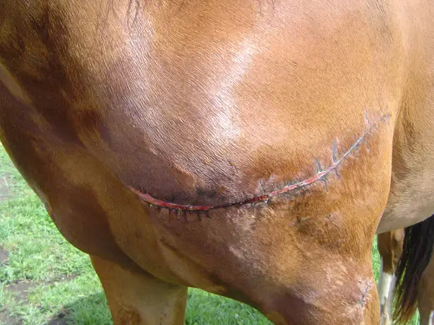 Mare Shoulder and Leg Fence Injuries