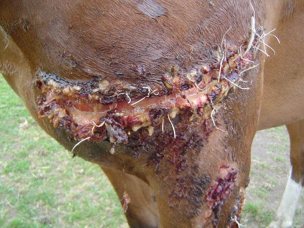 Mare Shoulder and Leg Fence Injuries