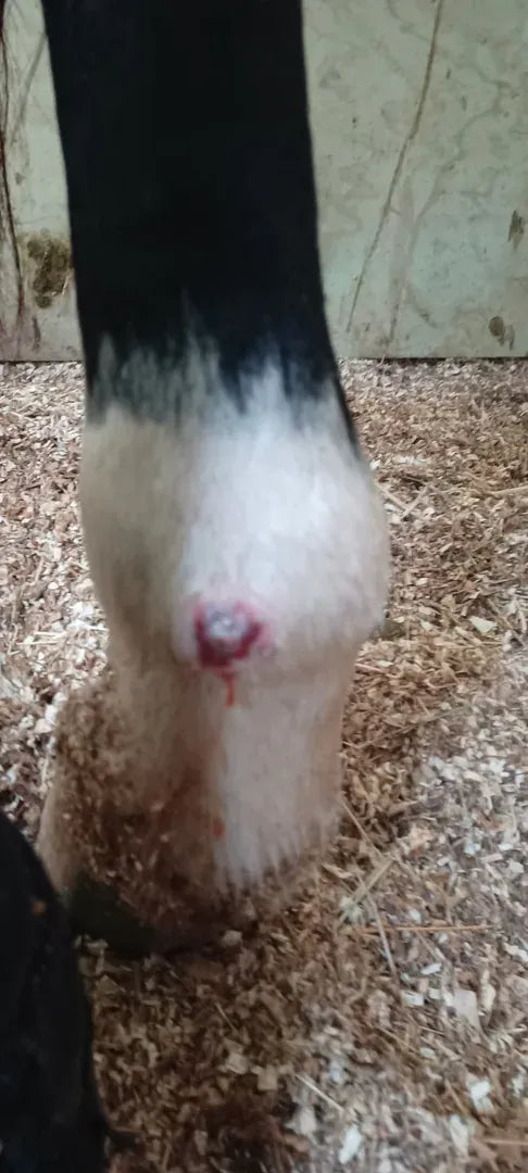 Rita’s Hoof Infection and Cellulitis