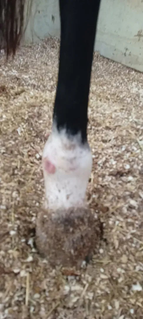 Rita’s Hoof Infection and Cellulitis
