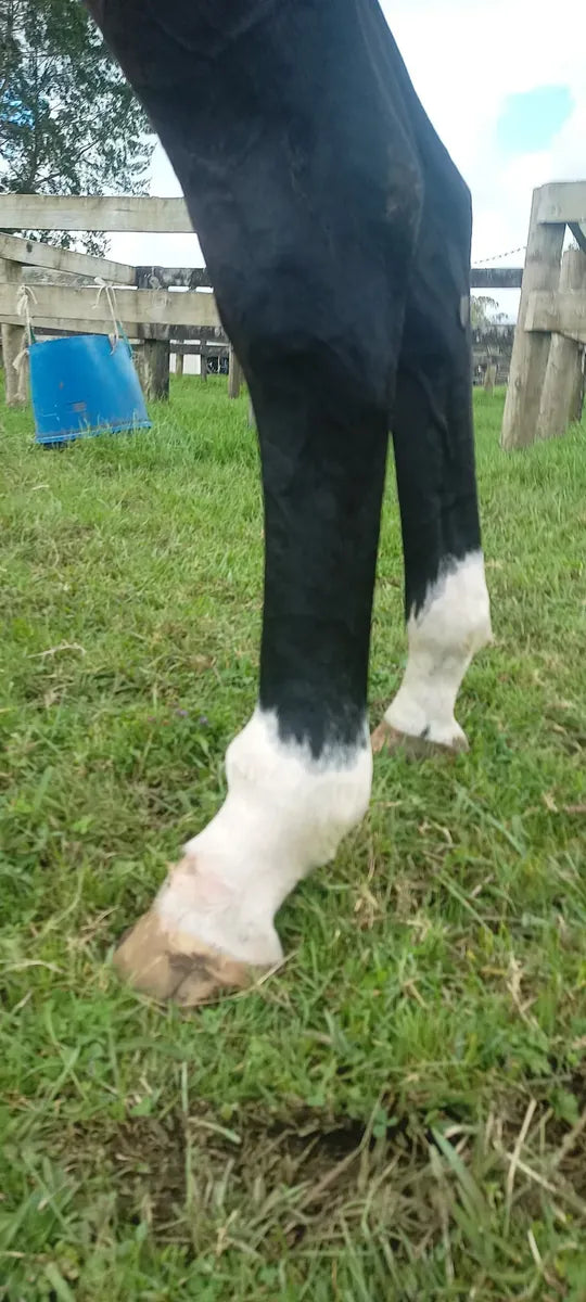 Rita’s Hoof Infection and Cellulitis
