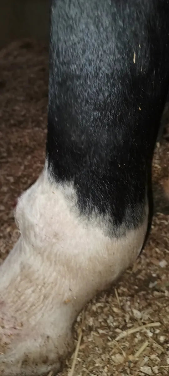 Rita’s Hoof Infection and Cellulitis
